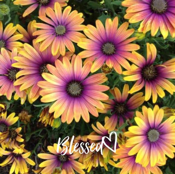 melissanelso580